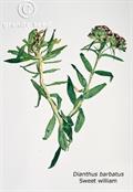Sweet William